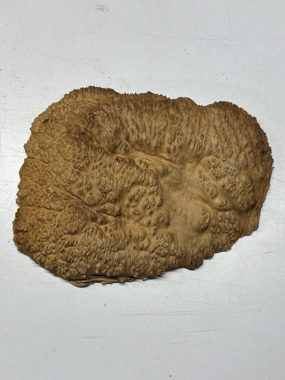 Brown Mallee Burl Blank 11" x 8" x 2" 3.3 Lbs #6160