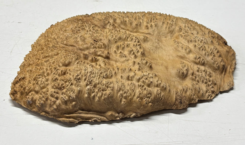 Brown Mallee Burl Blank 11" x 8" x 2" 3.3 Lbs #6160