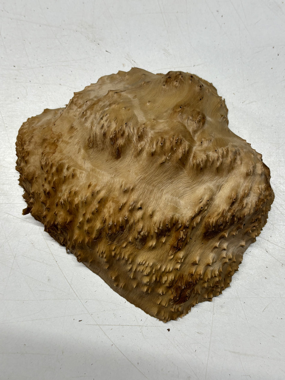 Brown Mallee Burl Blank 8" x 7" x 3" 2.6 Lbs #6161