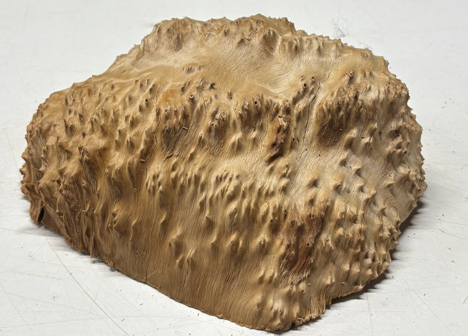 Brown Mallee Burl Blank 8" x 7" x 3" 2.6 Lbs #6161