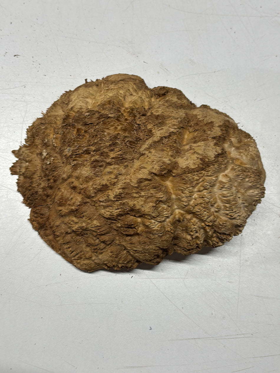 Brown Mallee Burl Blank 9" x 7" x 3" 3.2 Lbs #6162