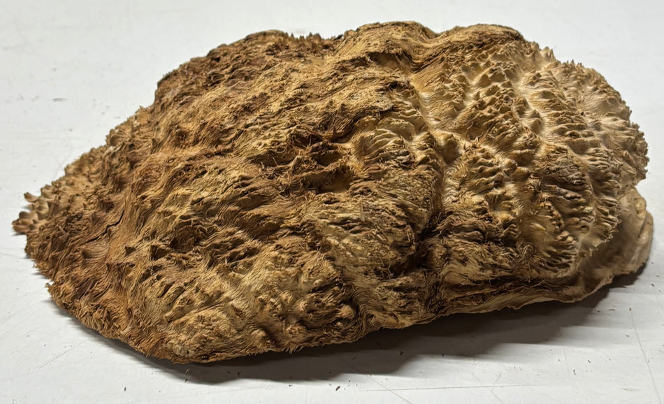 Brown Mallee Burl Blank 9" x 7" x 3" 3.2 Lbs #6162