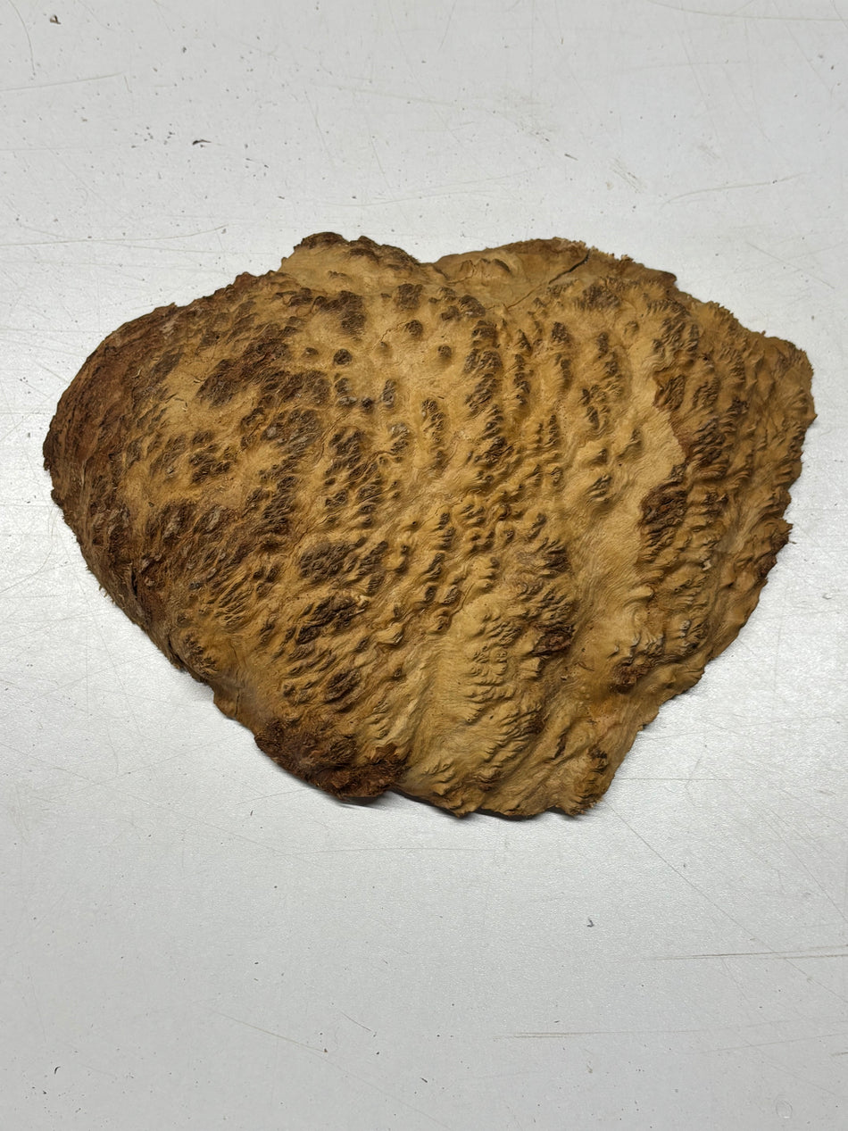 Brown Mallee Burl Blank 8" x 6.5" x 1.5" 2.5 Lbs #6163