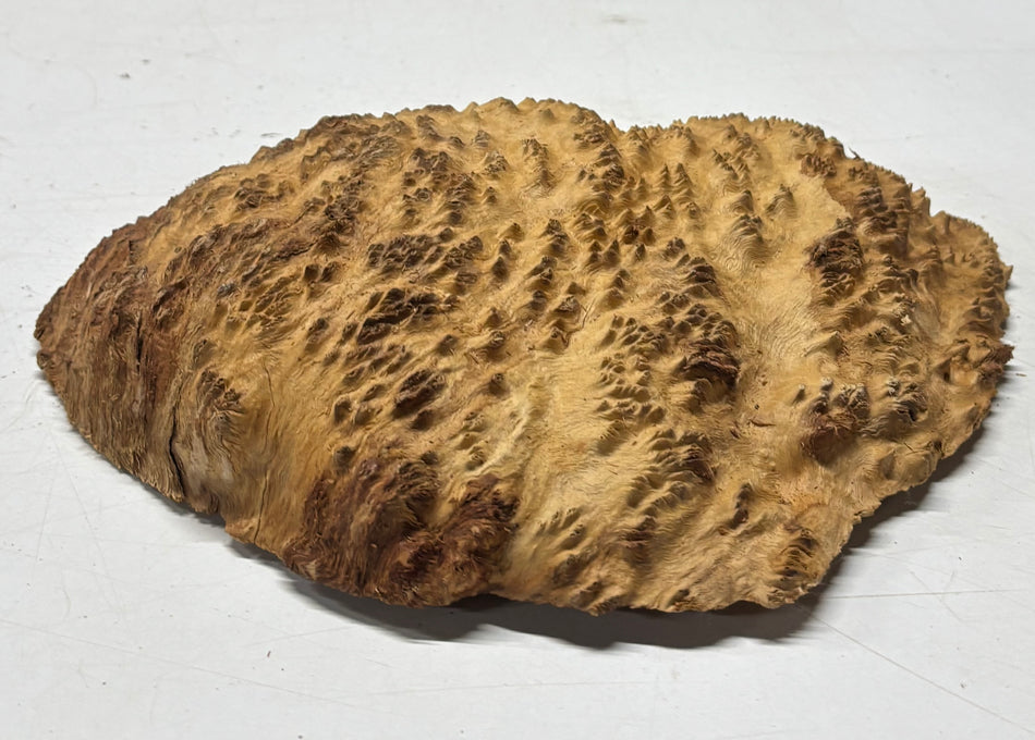 Brown Mallee Burl Blank 8" x 6.5" x 1.5" 2.5 Lbs #6163