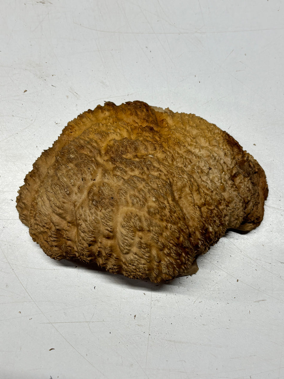 Brown Mallee Burl Blank 8" x 6" x 3" 2.2 Lbs #6164