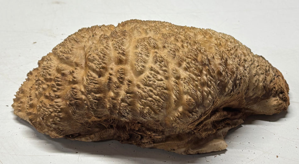 Brown Mallee Burl Blank 8" x 6" x 3" 2.2 Lbs #6164
