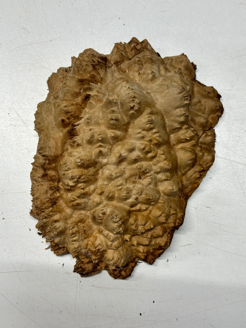 Brown Mallee Burl Blank 7.5" x 6.5" x 3" 1.6 Lbs #6165