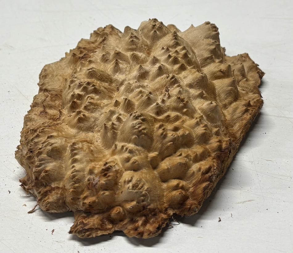 Brown Mallee Burl Blank 7.5" x 6.5" x 3" 1.6 Lbs #6165