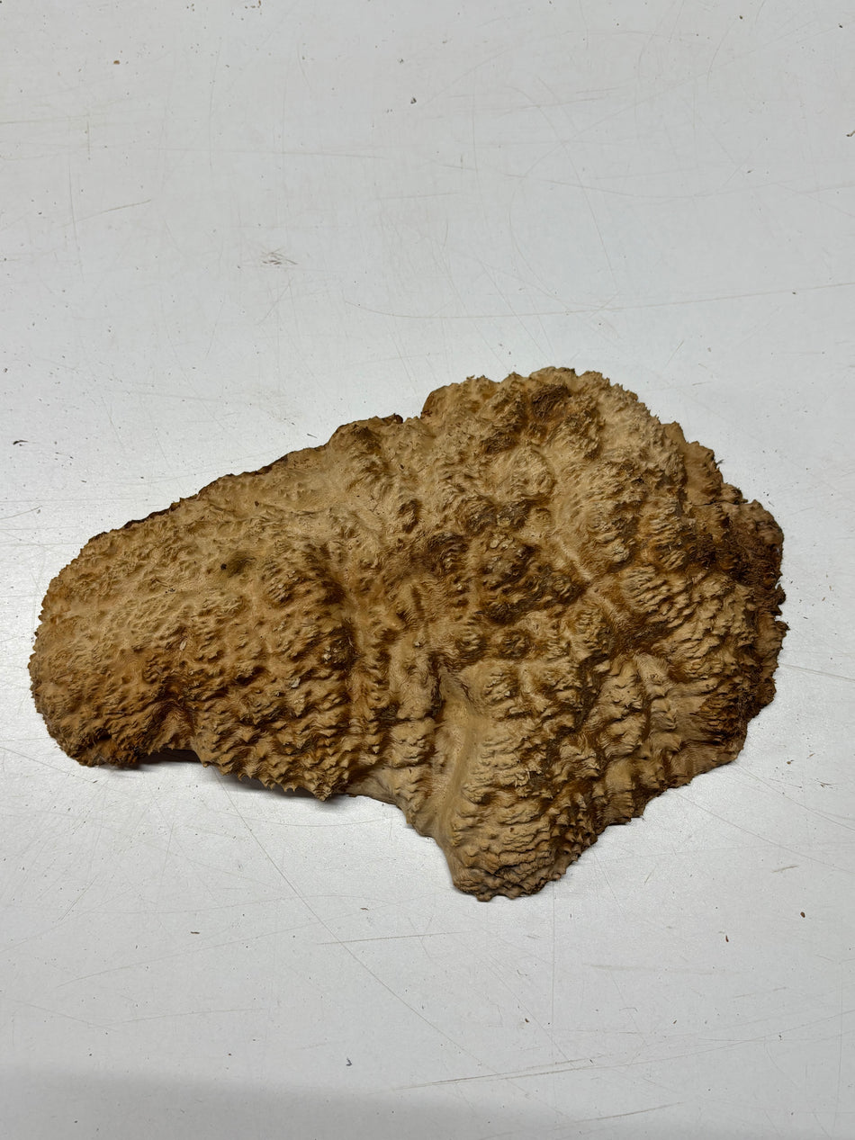 Brown Mallee Burl Blank 12" x 8" x 2" 2.6 Lbs #6167