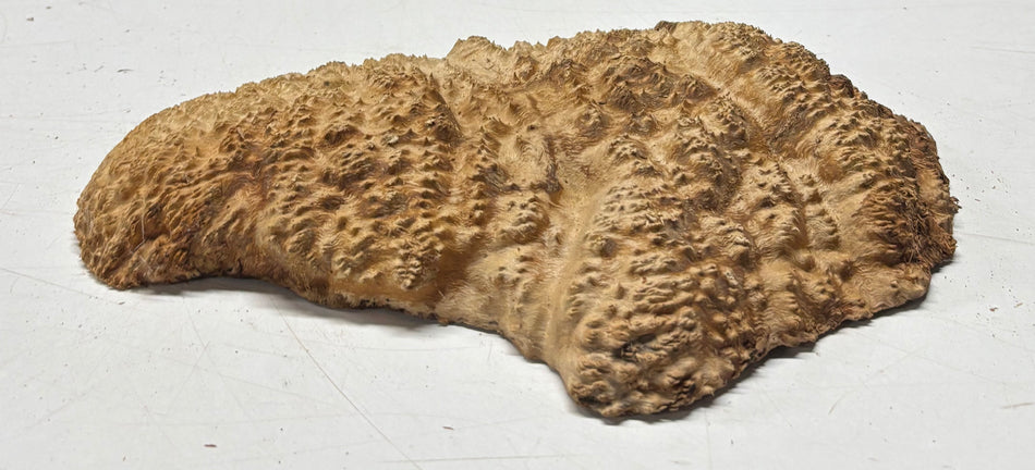 Brown Mallee Burl Blank 12" x 8" x 2" 2.6 Lbs #6167