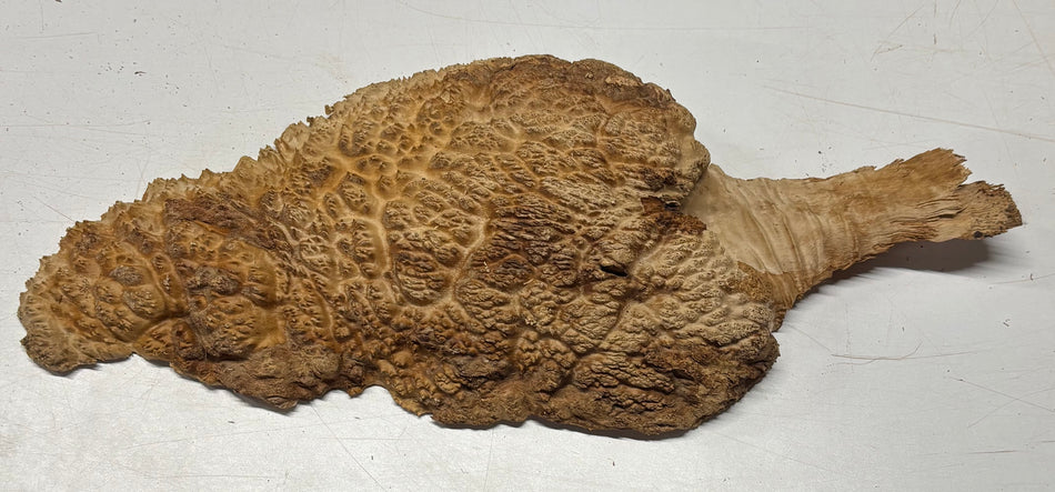 Brown Mallee Burl Blank 16" x 8" x 2.5" 5.6 Lbs #6168