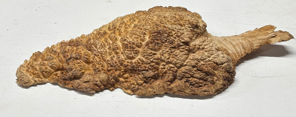 Brown Mallee Burl Blank 16" x 8" x 2.5" 5.6 Lbs #6168