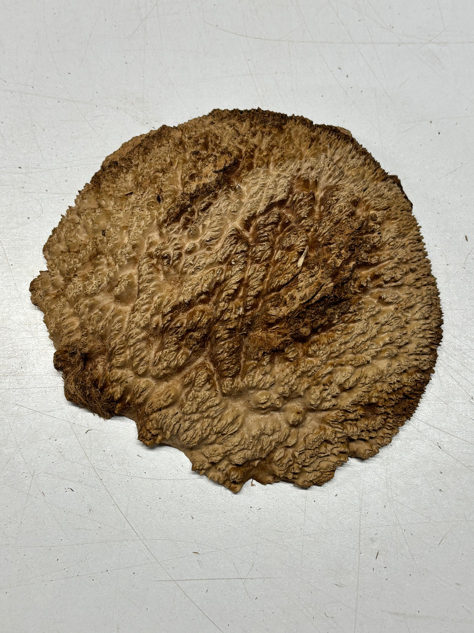 Brown Mallee Burl Blank 7" x 7" x 1.5" 1.5 Lbs #6170