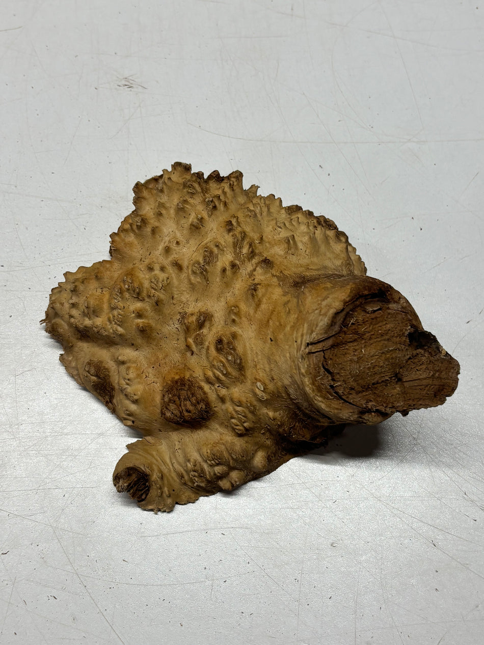 Brown Mallee Burl Blank 6" x 6" x 2" 1.5 Lbs #6171