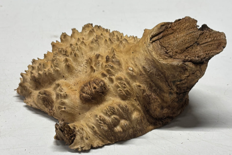 Brown Mallee Burl Blank 6" x 6" x 2" 1.5 Lbs #6171