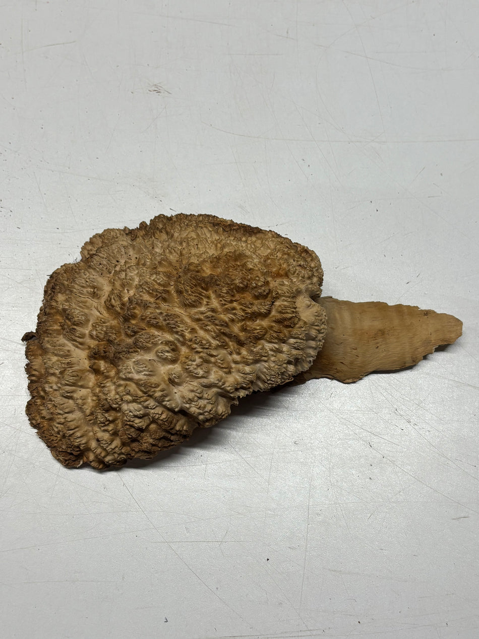 Brown Mallee Burl Blank 7" x 5" x 3" 2.2 Lbs #6173