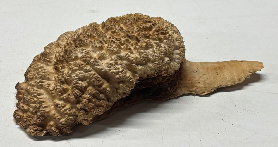 Brown Mallee Burl Blank 7" x 5" x 3" 2.2 Lbs #6173