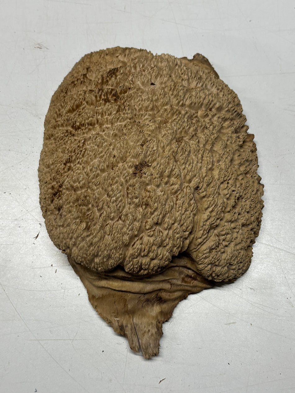 Brown Mallee Burl Blank 10" x 8" x 3" 4.8 Lbs #6174