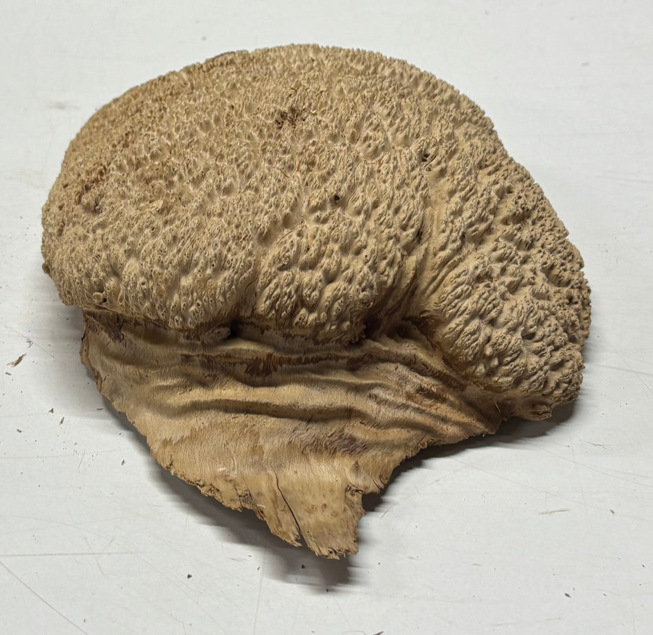 Brown Mallee Burl Blank 10" x 8" x 3" 4.8 Lbs #6174