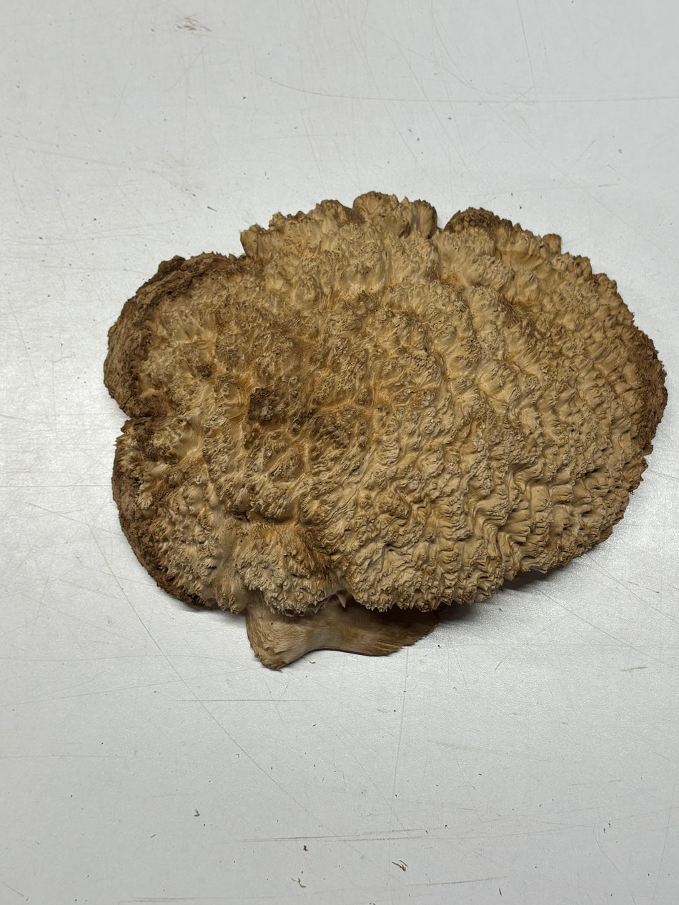 Brown Mallee Burl Blank 9" x 8" x 3" 2.9 Lbs #6175