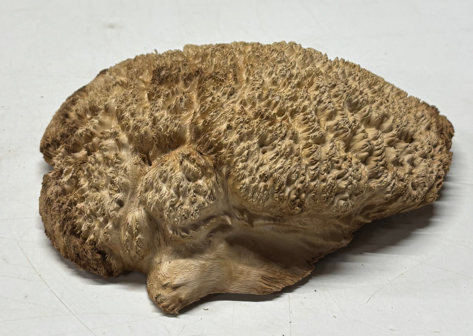 Brown Mallee Burl Blank 9" x 8" x 3" 2.9 Lbs #6175