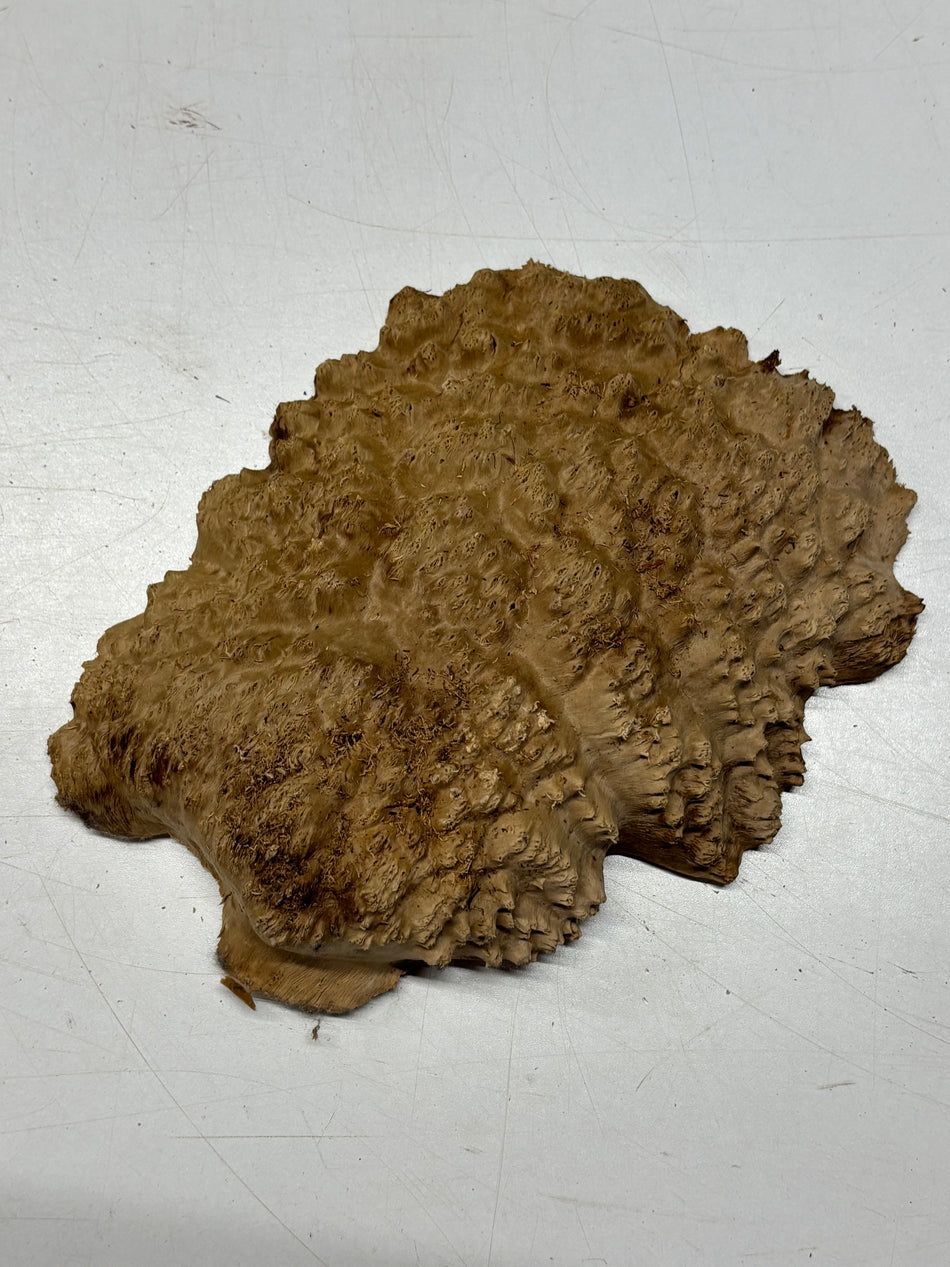 Brown Mallee Burl Blank 9" x 7" x 1" 2.3 Lbs #6176