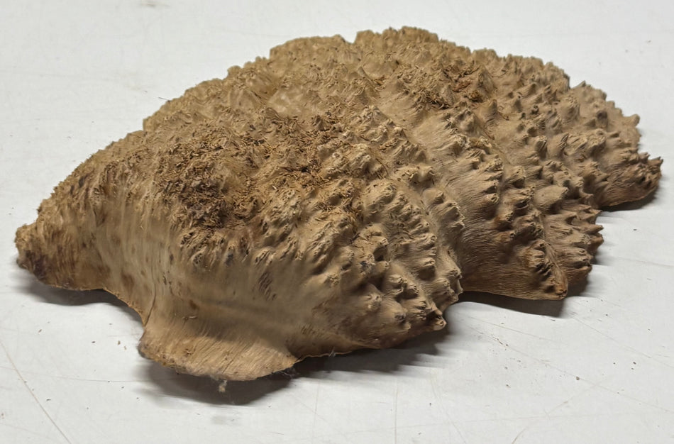 Brown Mallee Burl Blank 9" x 7" x 1" 2.3 Lbs #6176