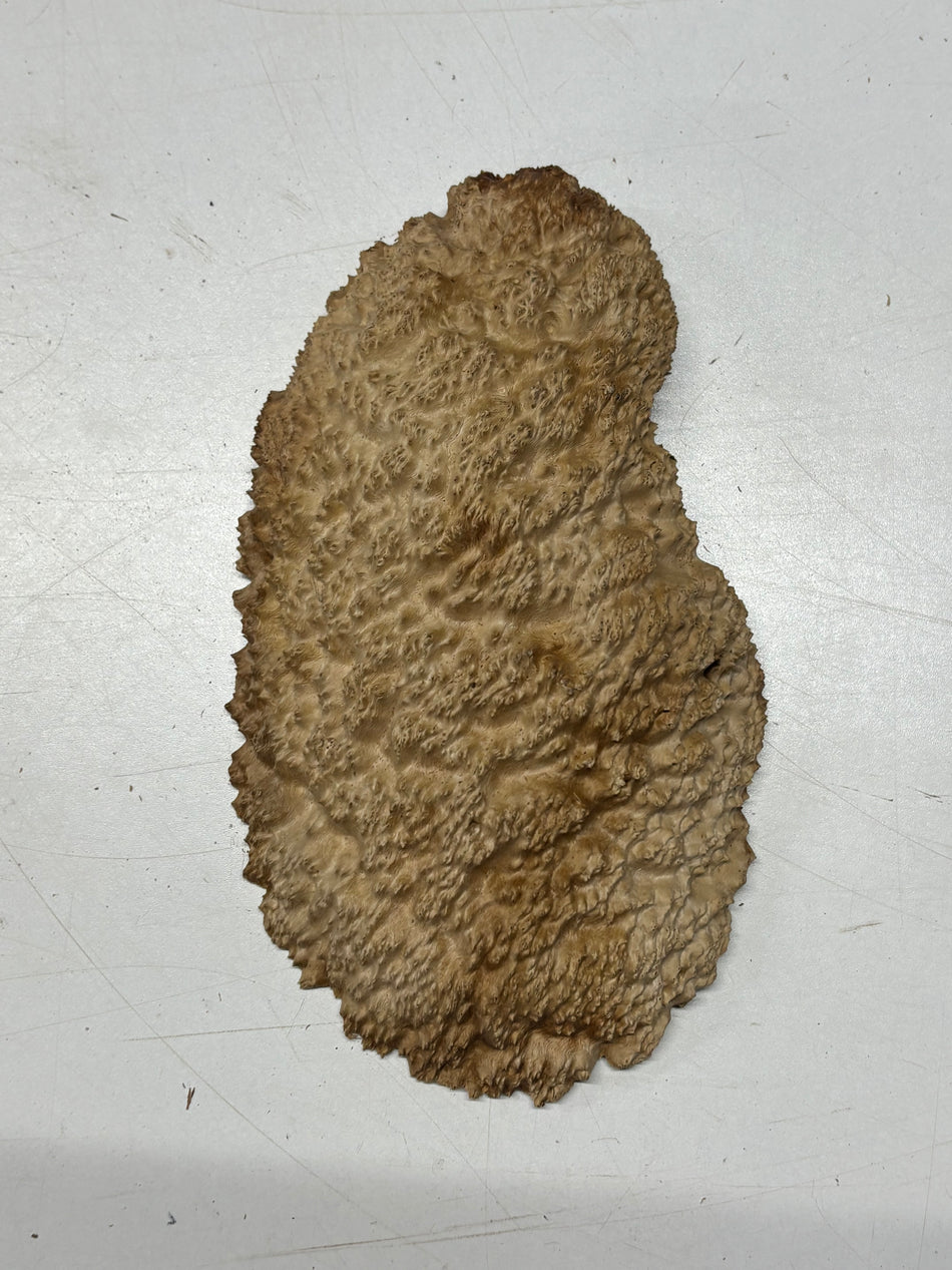 Brown Mallee Burl Blank 8" x 5" x 1.5" 1.5 Lbs #6177