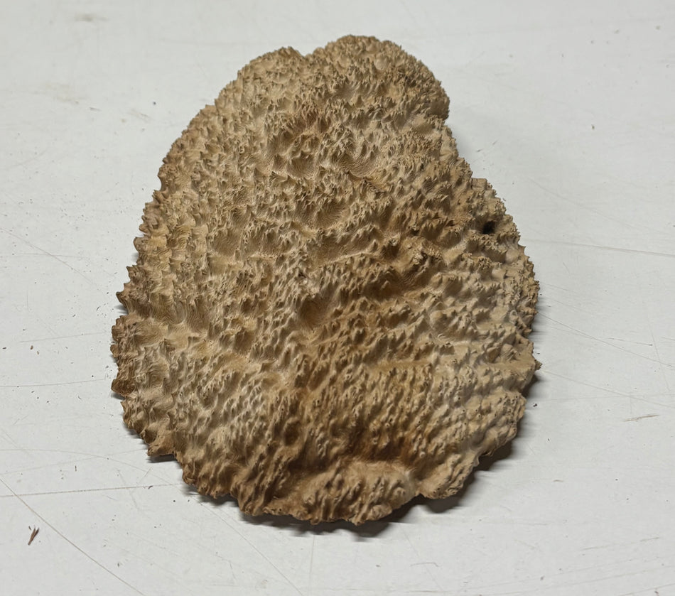 Brown Mallee Burl Blank 8" x 5" x 1.5" 1.5 Lbs #6177