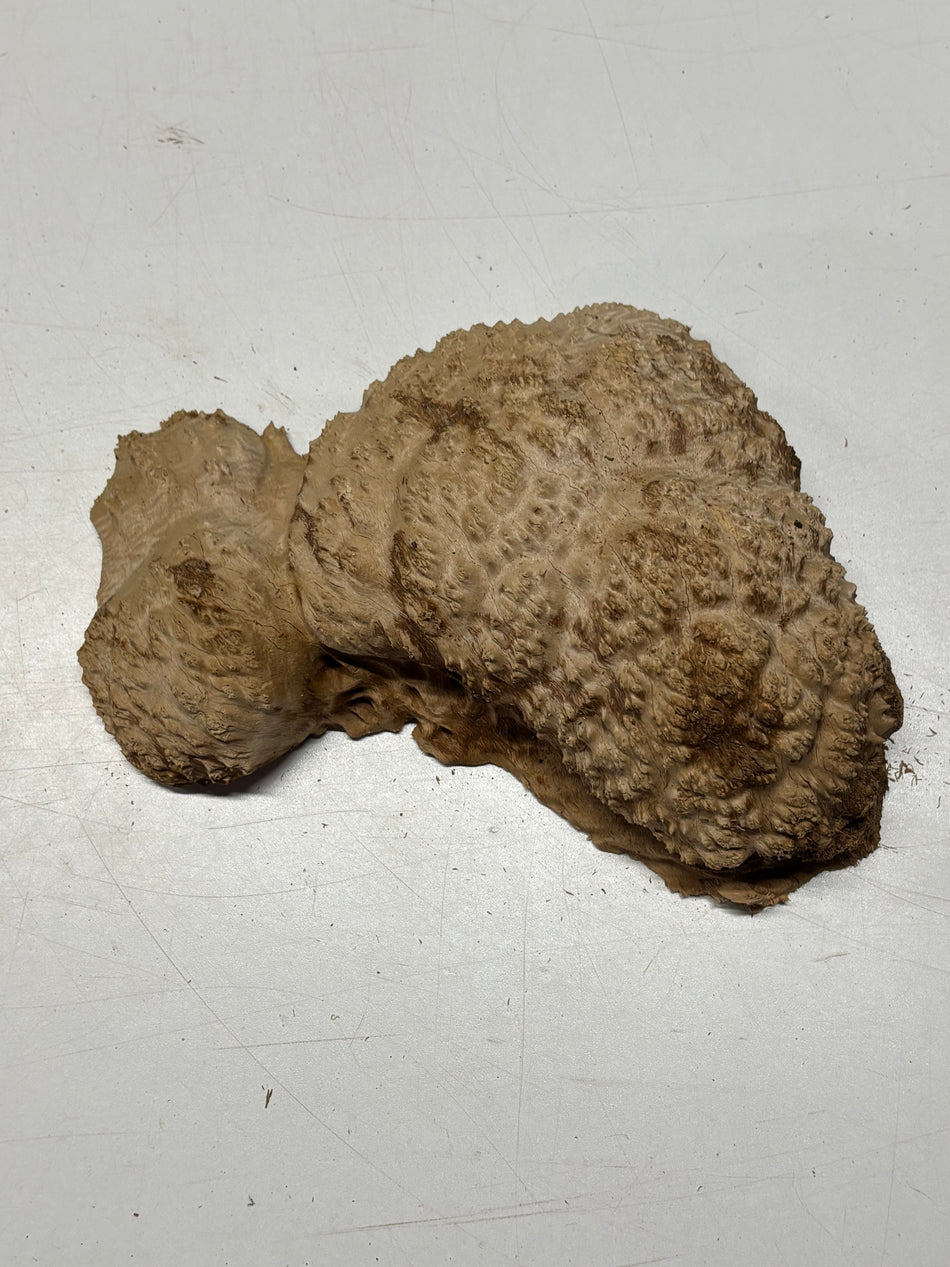 Brown Mallee Burl Blank 9" x 6" x 3" 3 Lbs #6178