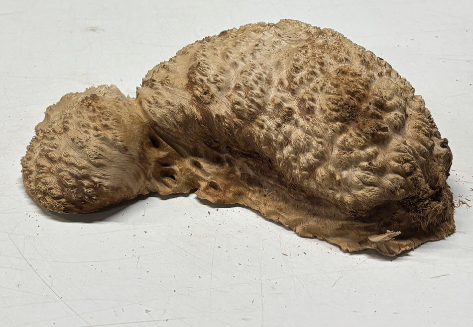 Brown Mallee Burl Blank 9" x 6" x 3" 3 Lbs #6178