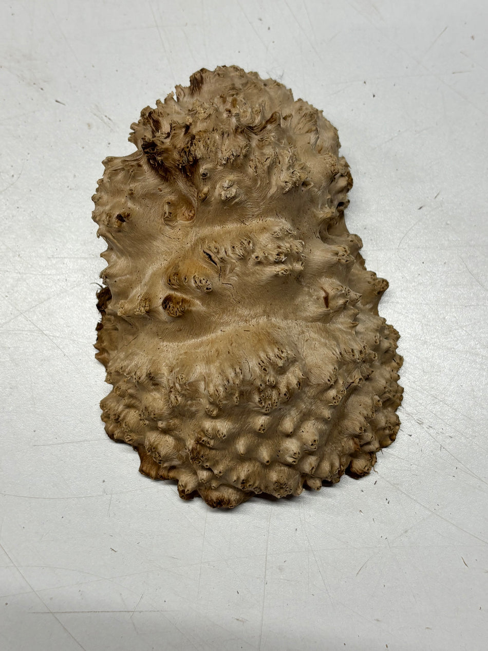 Brown Mallee Burl Blank 6" x 4.5" x 3" 1.5 Lbs #6179