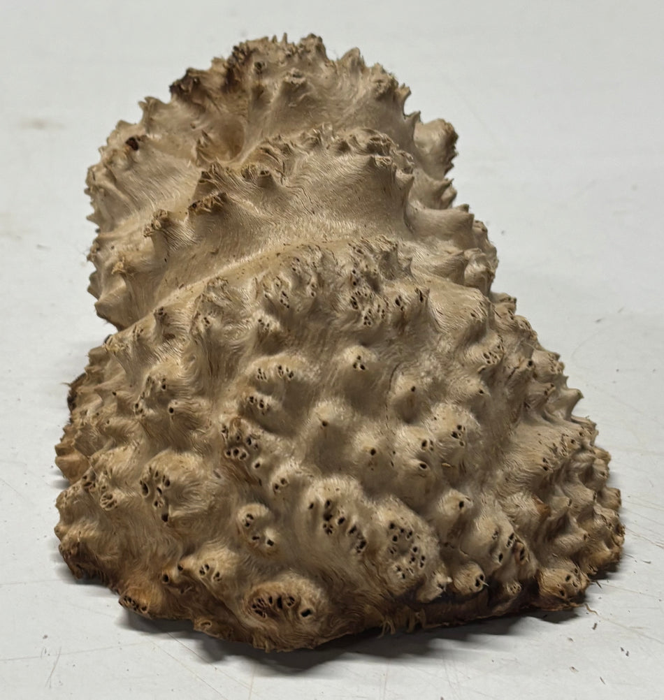 Brown Mallee Burl Blank 6" x 4.5" x 3" 1.5 Lbs #6179