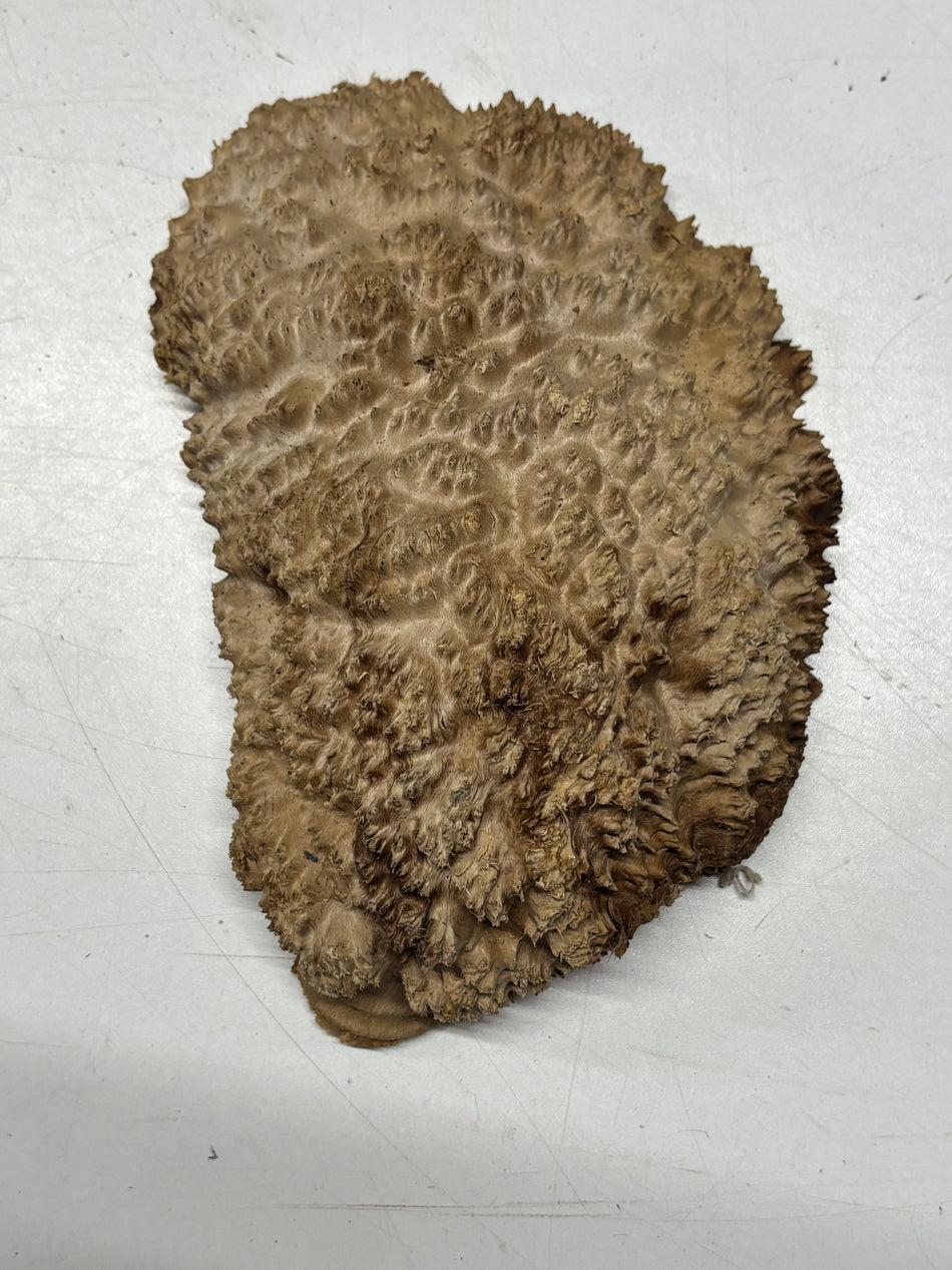 Brown Mallee Burl Blank 8" x 5" x 2" 2.3 Lbs #6180