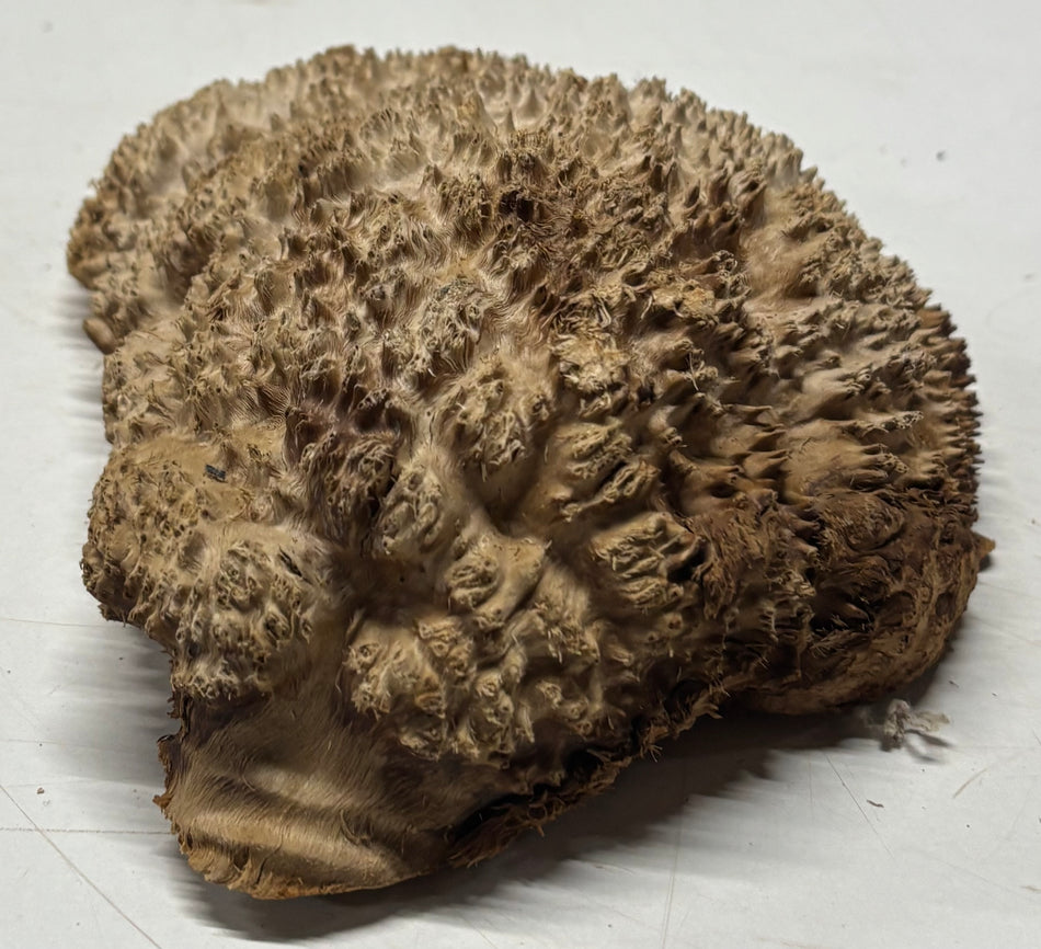 Brown Mallee Burl Blank 8" x 5" x 2" 2.3 Lbs #6180