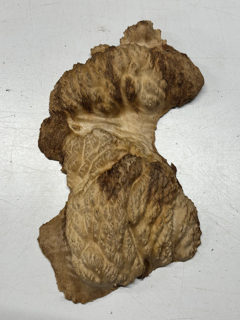 Brown Mallee Burl Blank 11" x 6" x 1.5" 2.4 Lbs #6181
