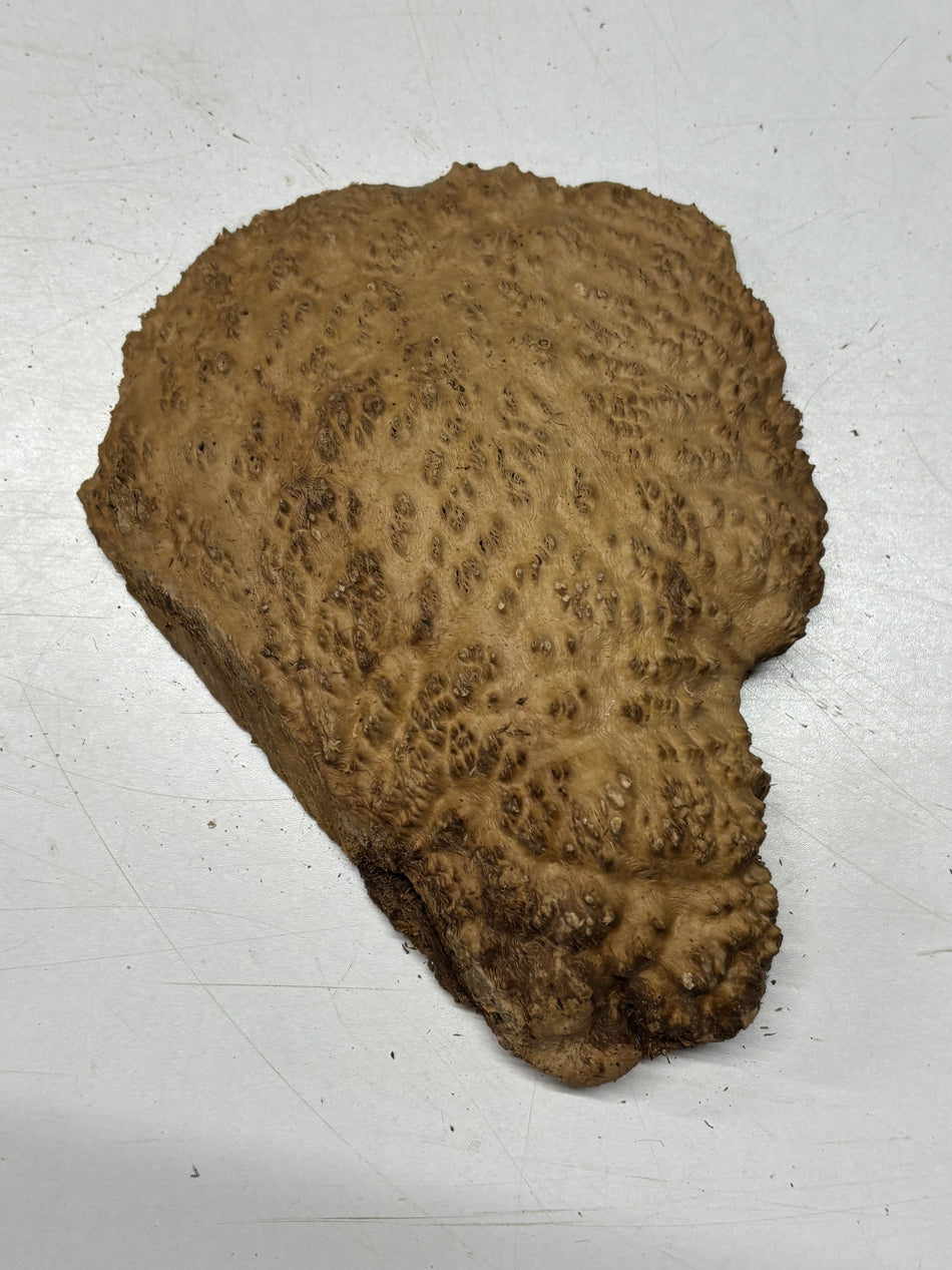 Brown Mallee Burl Blank 9" x 6" x 1" 1.7 Lbs #6182
