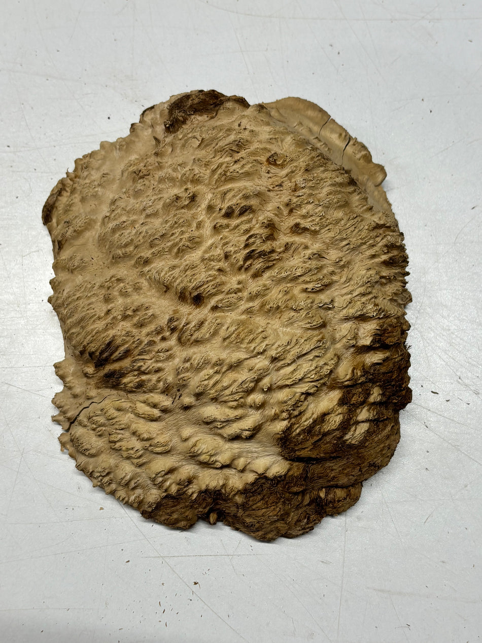 Brown Mallee Burl Blank 8" x 7" x 3" 2.5 Lbs #6184