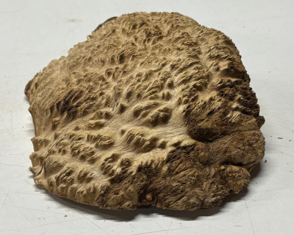 Brown Mallee Burl Blank 8" x 7" x 3" 2.5 Lbs #6184