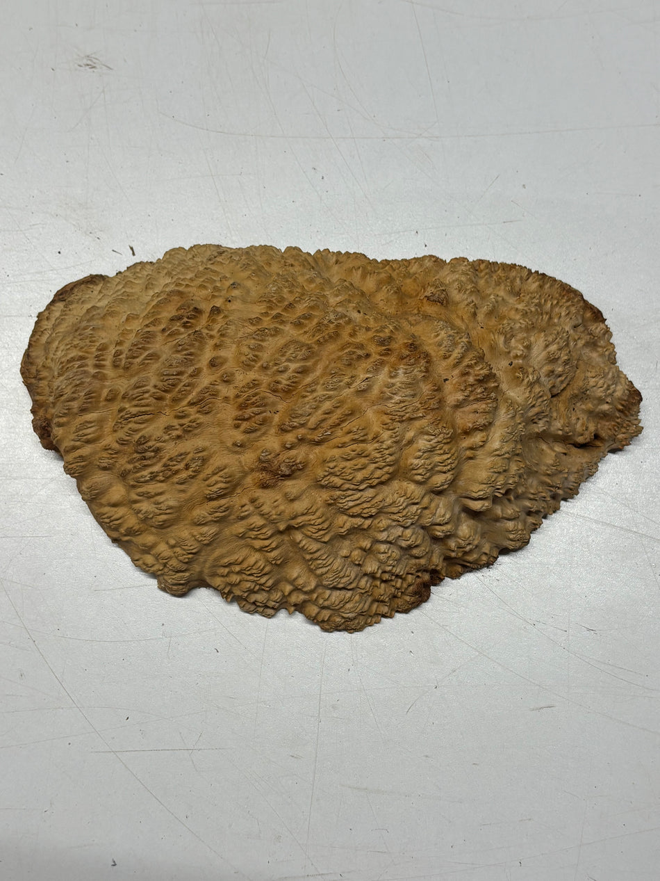 Brown Mallee Burl Blank 10" x 6" x 3" 2.7 Lbs #6185