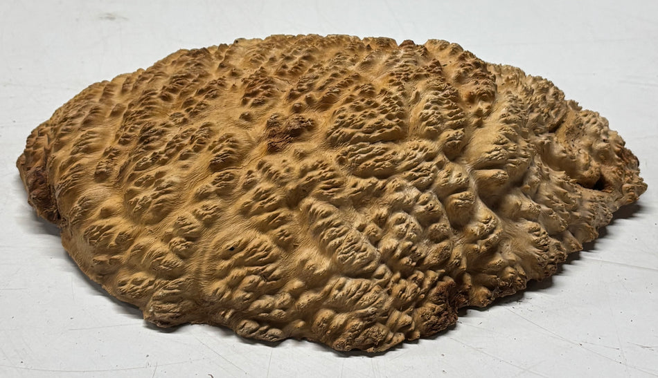 Brown Mallee Burl Blank 10" x 6" x 3" 2.7 Lbs #6185