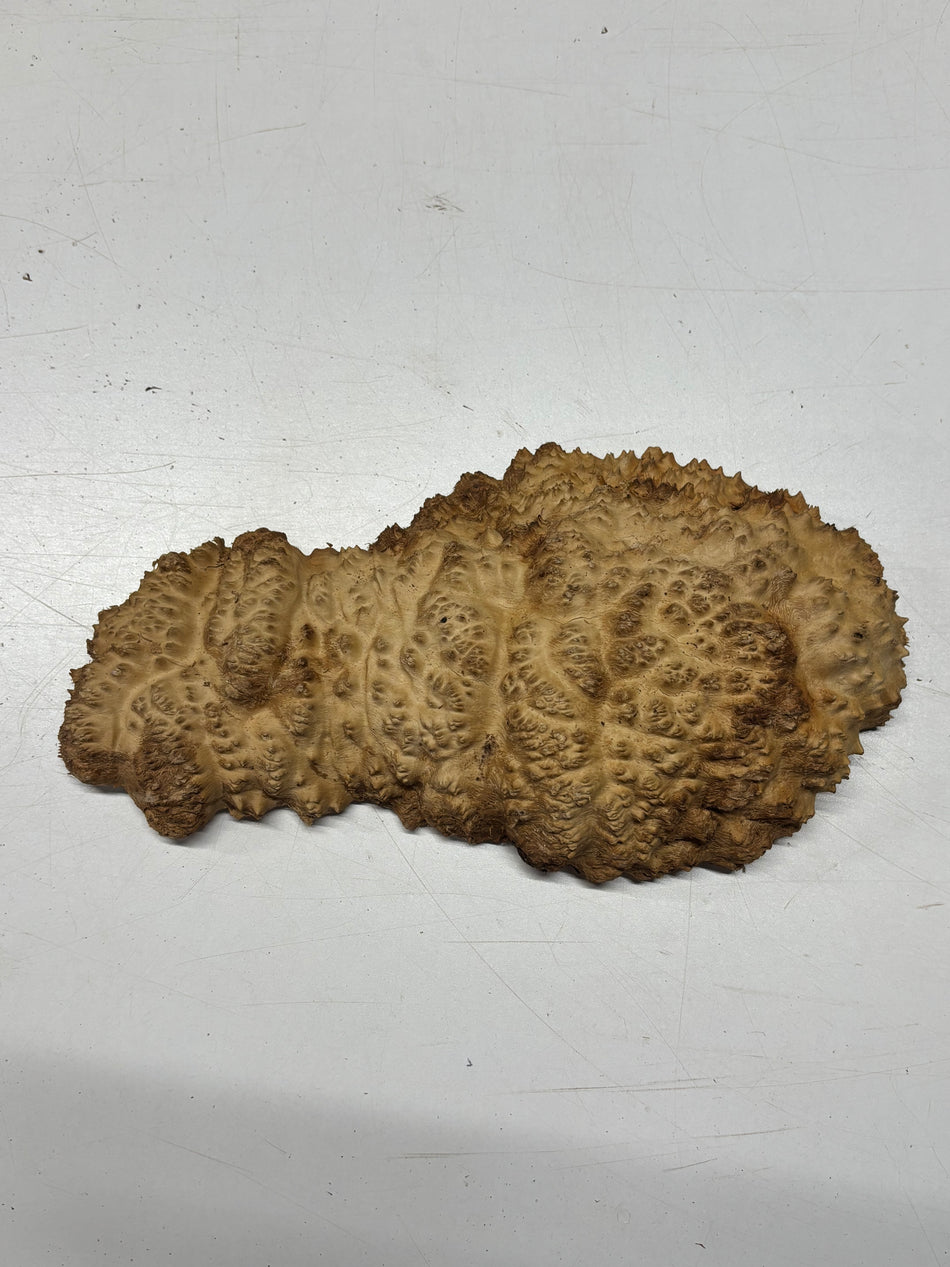 Brown Mallee Burl Blank 12" x 6" x 2" 3 Lbs #6187