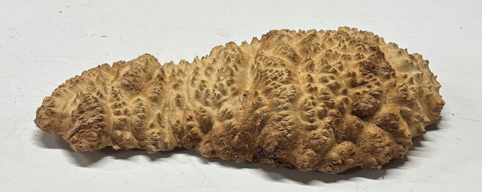 Brown Mallee Burl Blank 12" x 6" x 2" 3 Lbs #6187