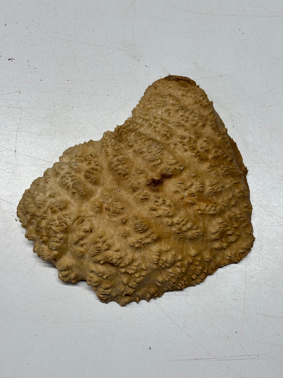 Brown Mallee Burl Blank 8" x 6" x 2" 2 Lbs #6188
