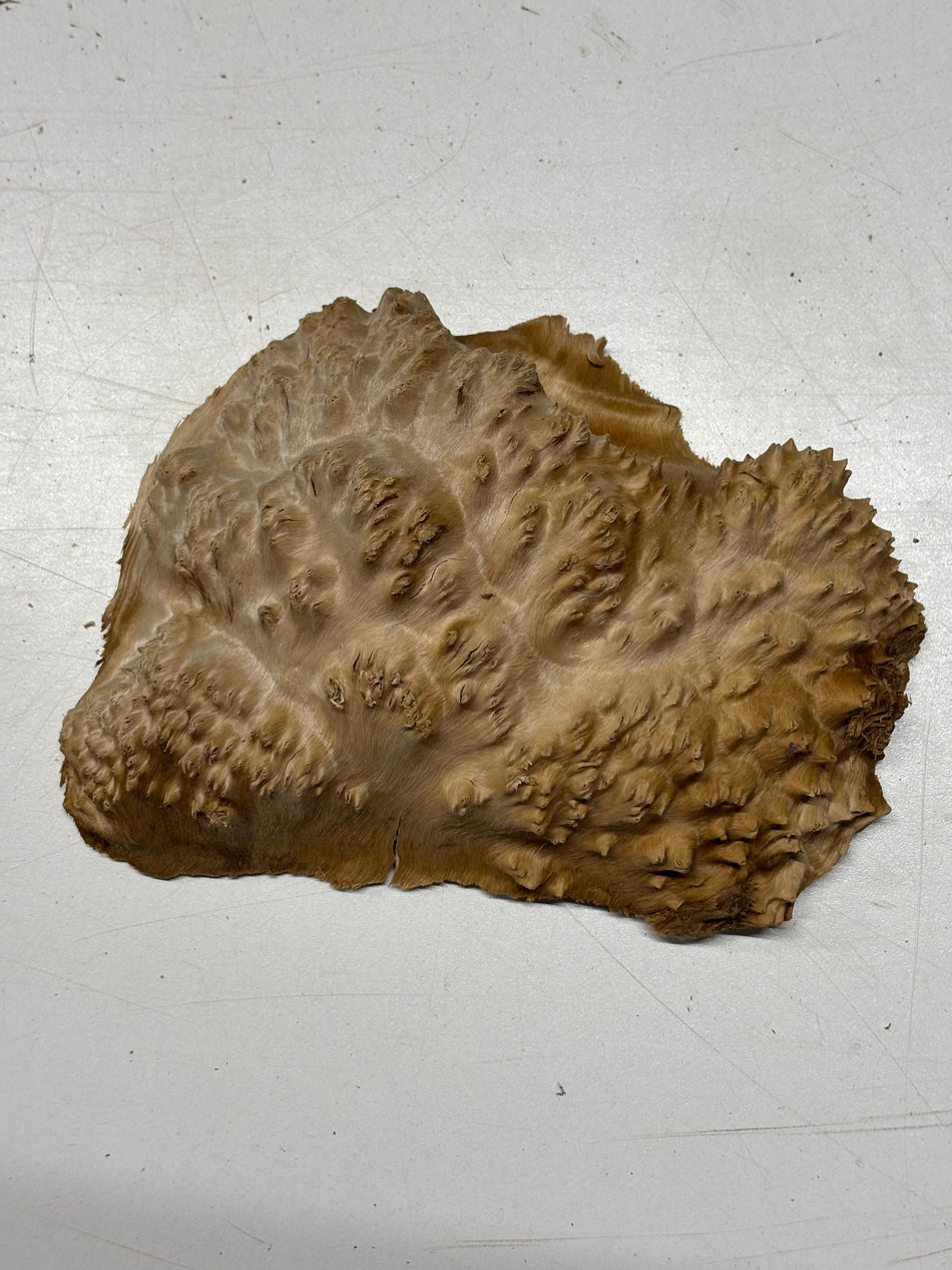 Brown Mallee Burl Blank 8" x 5" x 2" 1.5 Lbs #6189