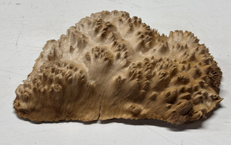Brown Mallee Burl Blank 8" x 5" x 2" 1.5 Lbs #6189