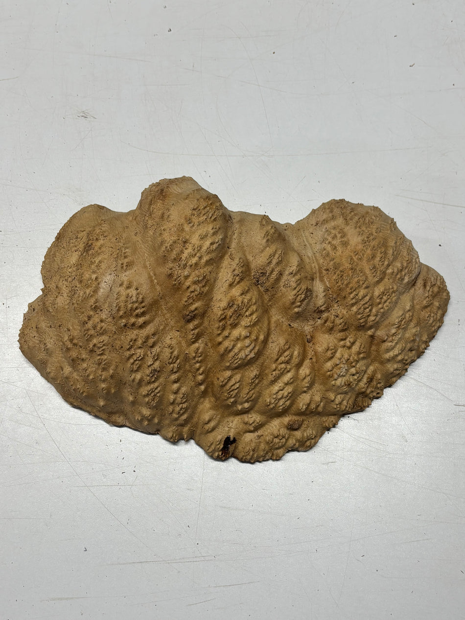 Brown Mallee Burl Blank 12" x 7" x 3" 5 Lbs #6190