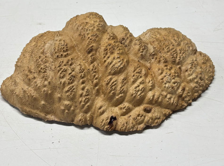 Brown Mallee Burl Blank 12" x 7" x 3" 5 Lbs #6190