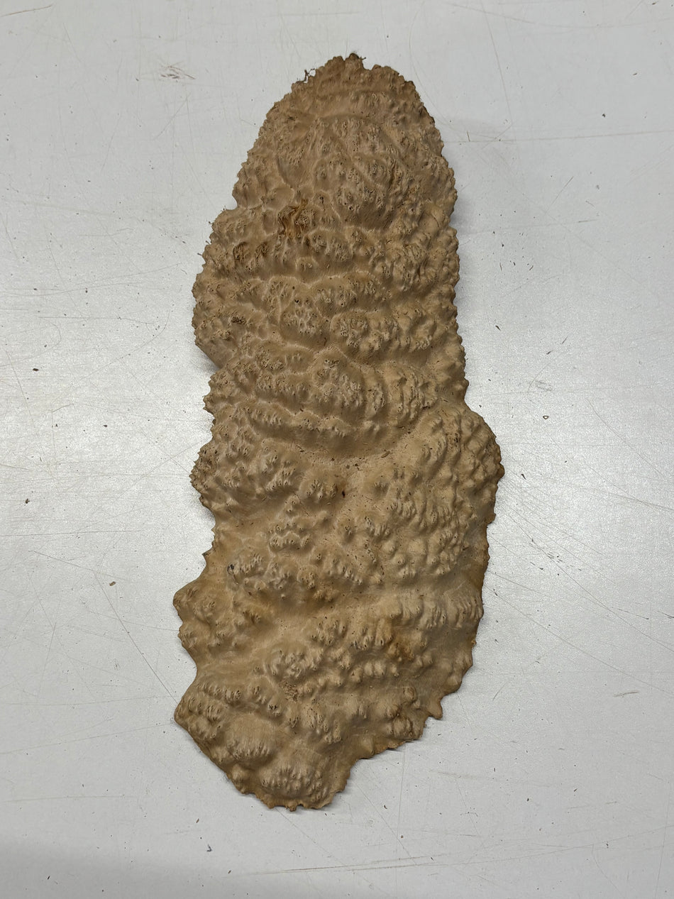 Brown Mallee Burl Blank 12" x 5" x 2" 2.3 Lbs #6191