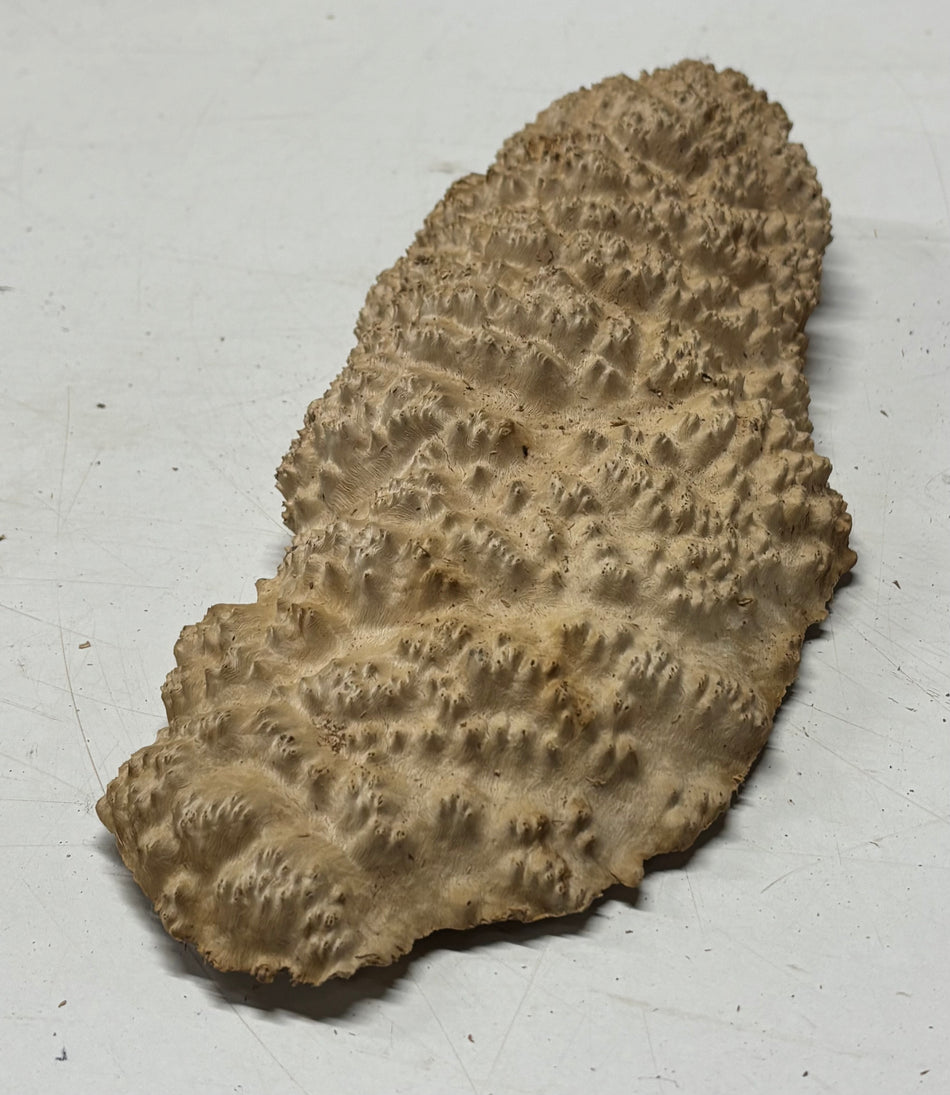 Brown Mallee Burl Blank 12" x 5" x 2" 2.3 Lbs #6191